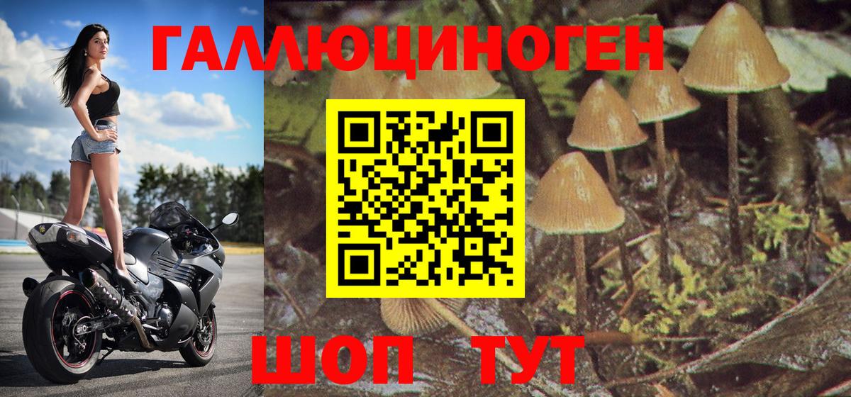 Псилоцибиновые грибы Psilocybe Клин